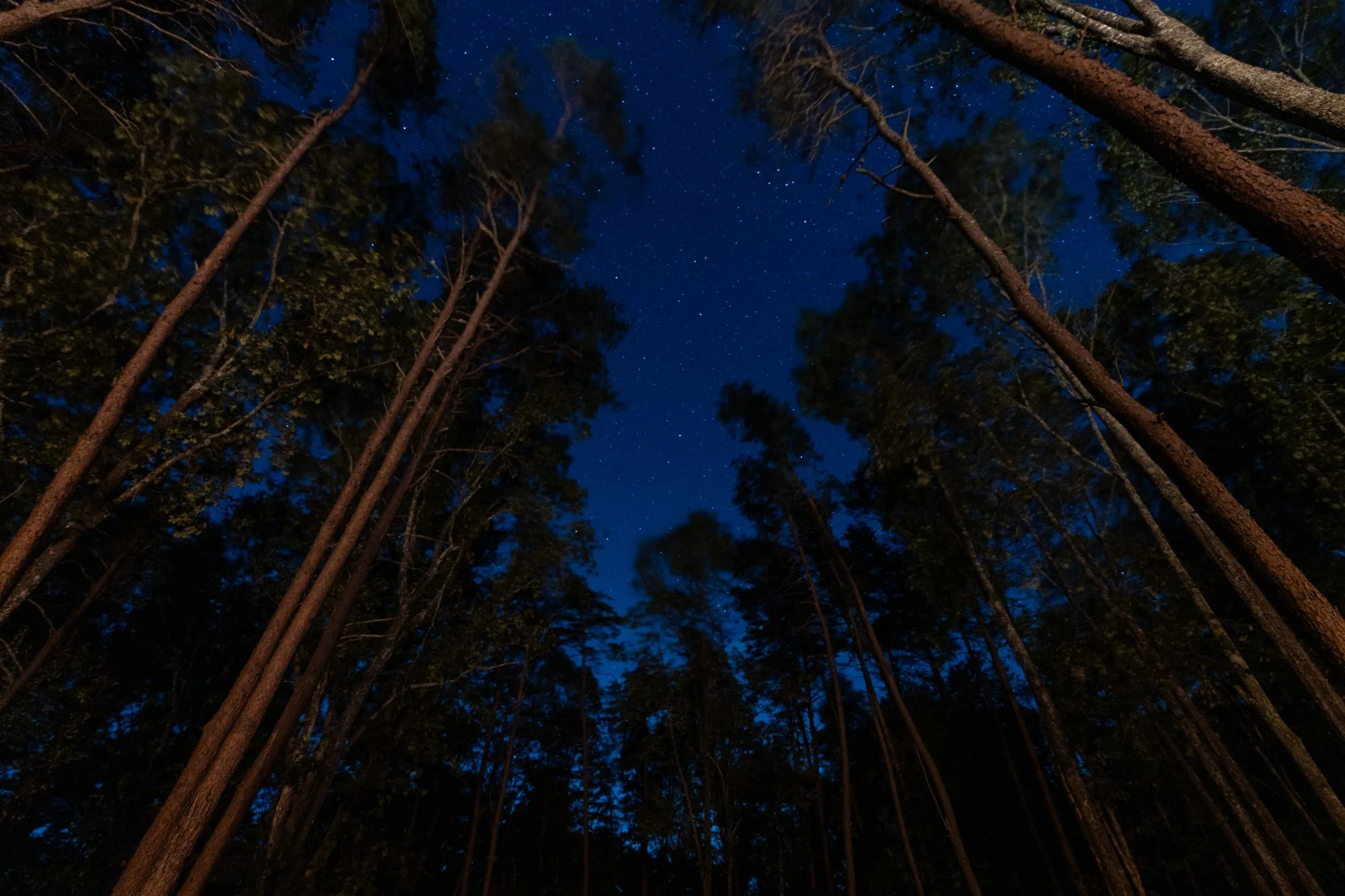 Stars visible through tall pine trees at The A-Frame on the Cumberland Plateau